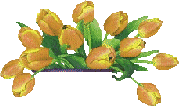 tulipani 2
